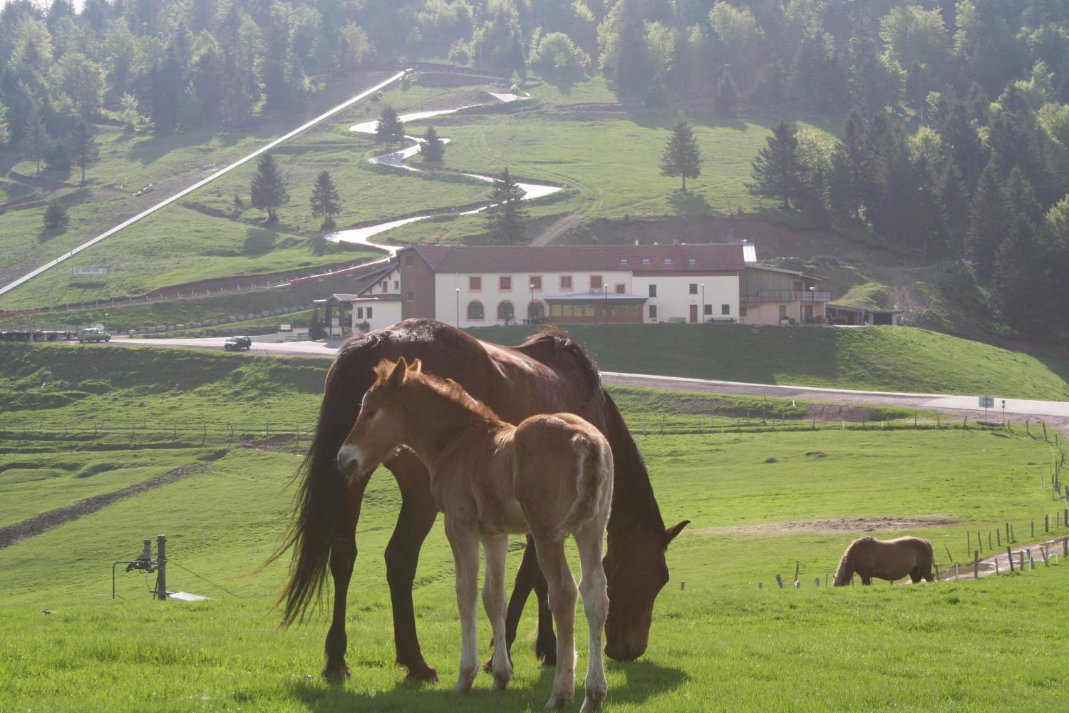 Chaume De Balveurche Hotel Xonrupt-Longemer Bagian luar foto